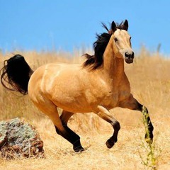 Ghemucomeback🎶🐎.mp3