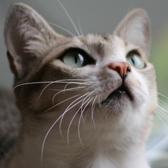 Thushini Goonewardene - I'm Turning Round (Original)