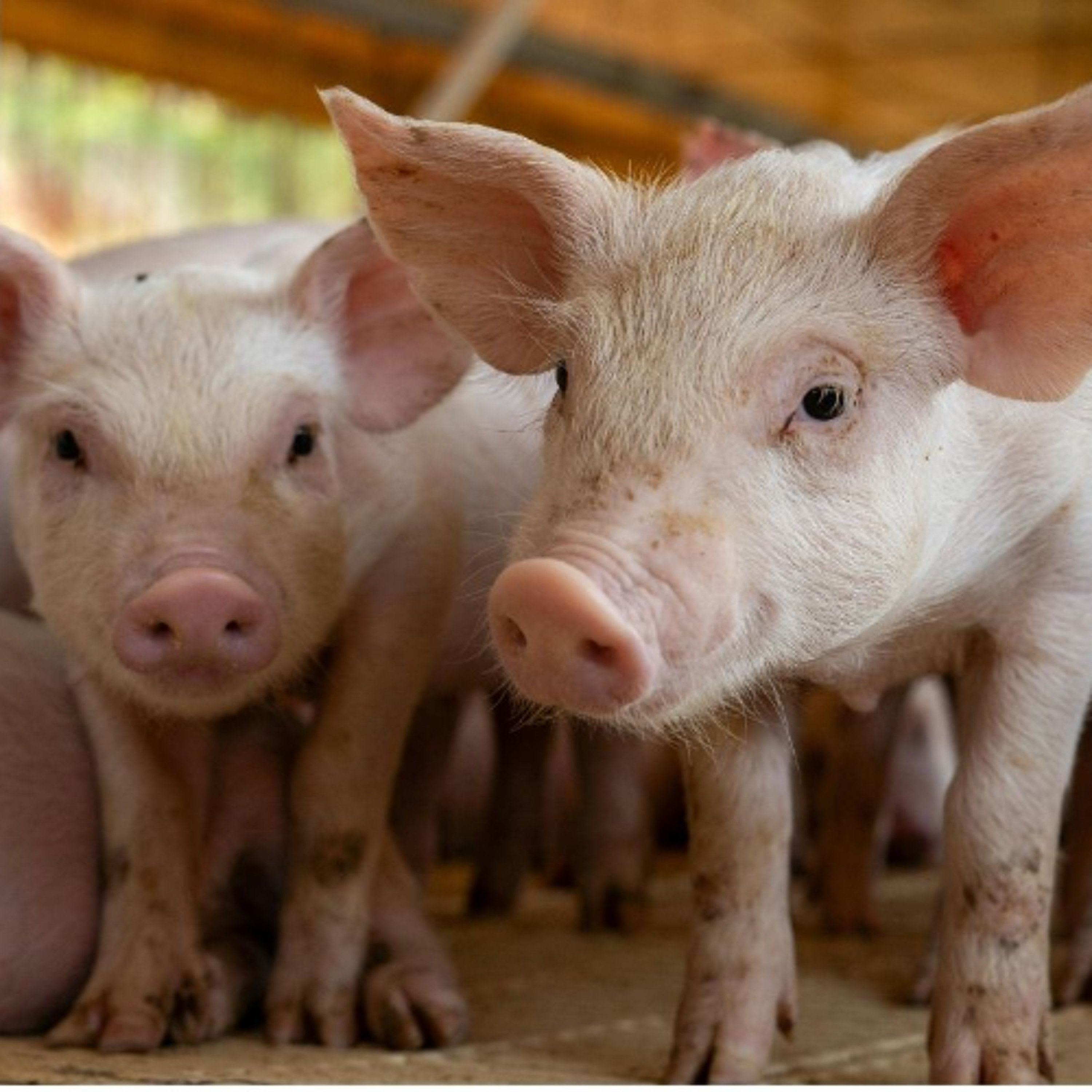 Canada’s beef and pork producers get big boost with market access to Indonesia