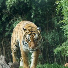 And then Comes a Tiger
