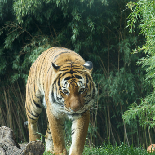 And then Comes a Tiger