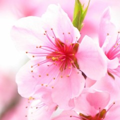 a year in pink