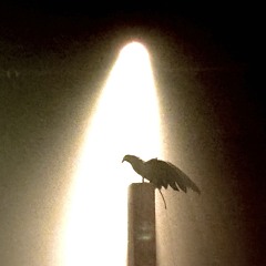 Ayy2 - birds.wav