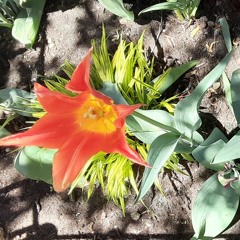 honey Bs (Spring 2021) [Explicit]