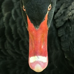 Mysterious Bass in Your Face Vol. 3 (Wilswanya)(2023-10-12)