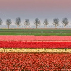 valley of tulips