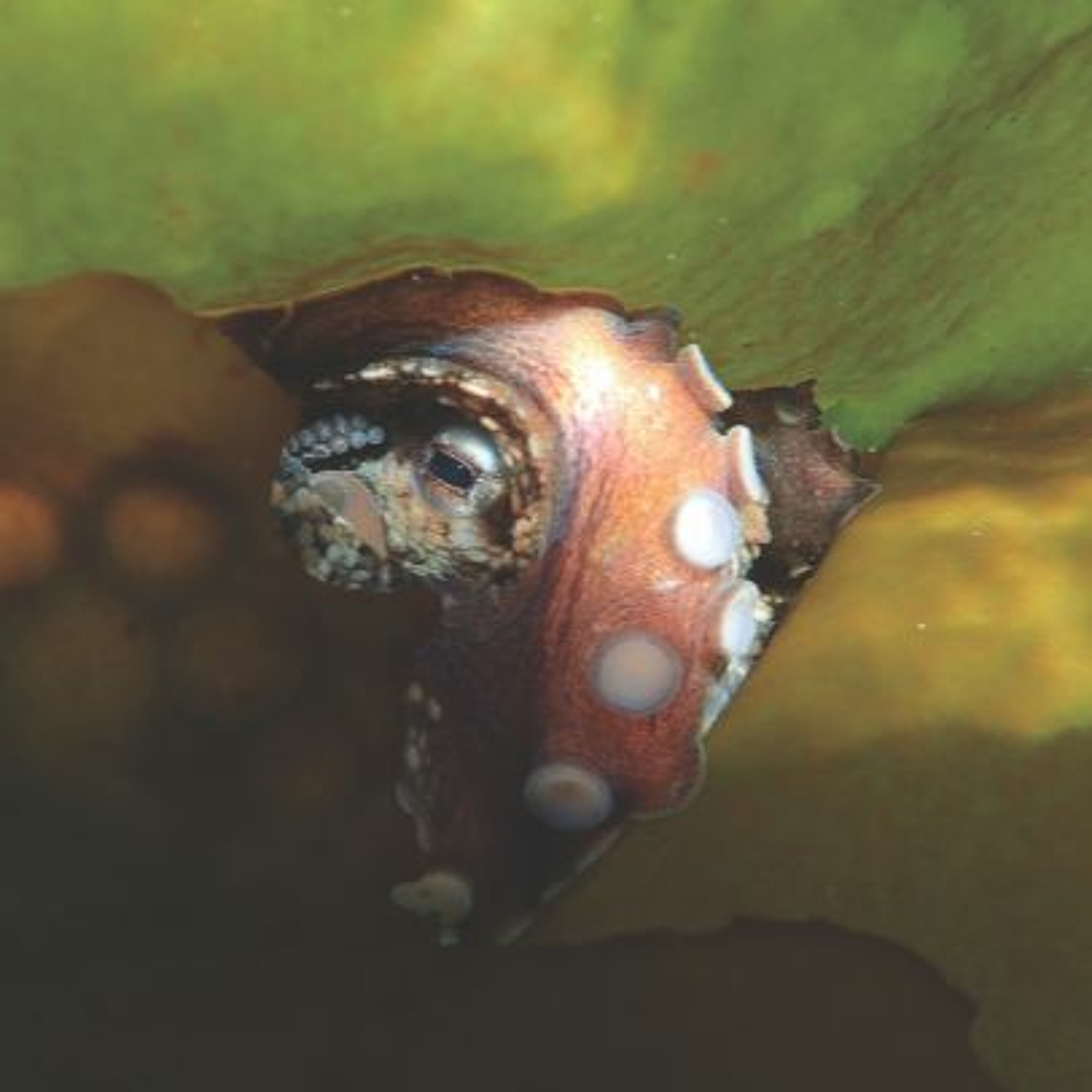 Underwater Wild: My Octopus Teacher's Extraordinary World, Plastics and Autism and more episode artwork