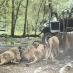 portal do zacarias leão portal zacarias leoa joao pessoa portal do zacarias homem invade jaula