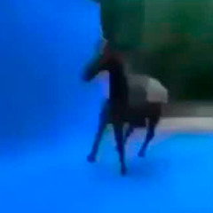 pokoto - id
