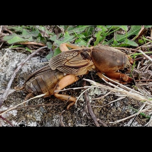 HK_Calm-&-Steady_tracks_388