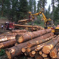 Timber - Crispy (Freestyle)