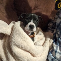 yhl reid winter snippets 2021