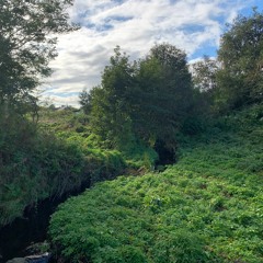 2 Happy Frogs hold hands by a pond