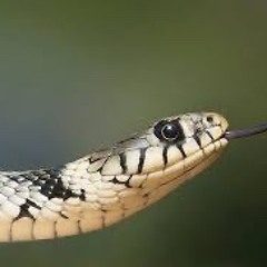 snakebite