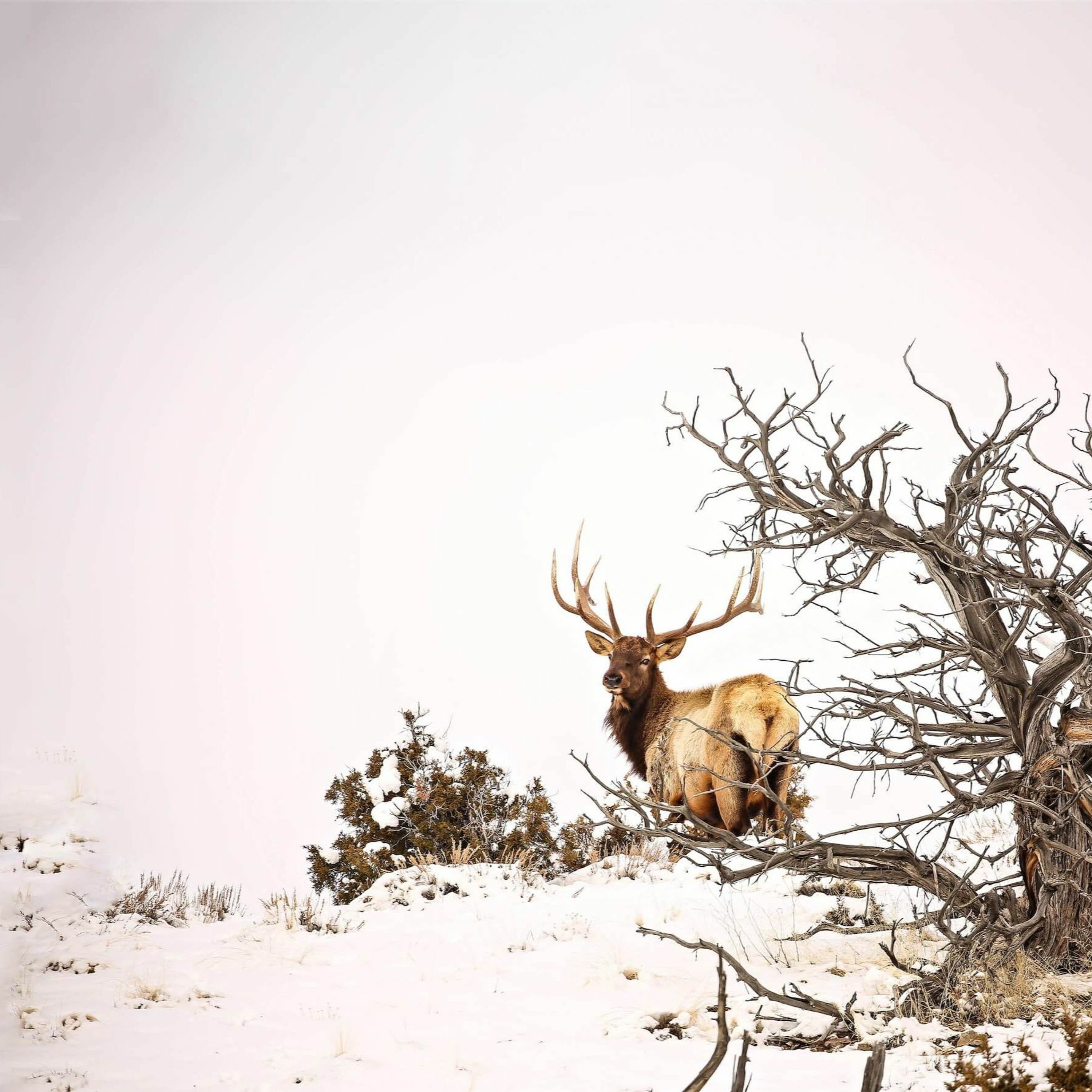NDOW presents the Nevada Wild Podcast