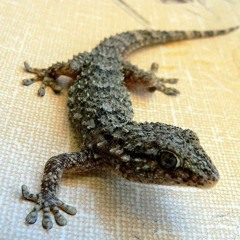 GOLD CRUSHED BY A MISSILE