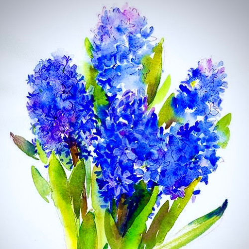 Hyacinth