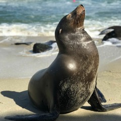 NLS - 2022 - 03 - 30- Sea Lion Song