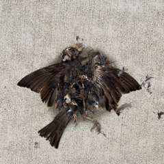 непристойність(ft Kör)