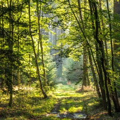 Morning In The Forest