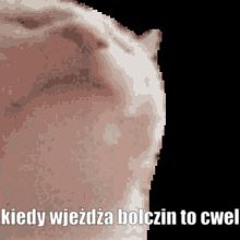 Bolczin to cwel