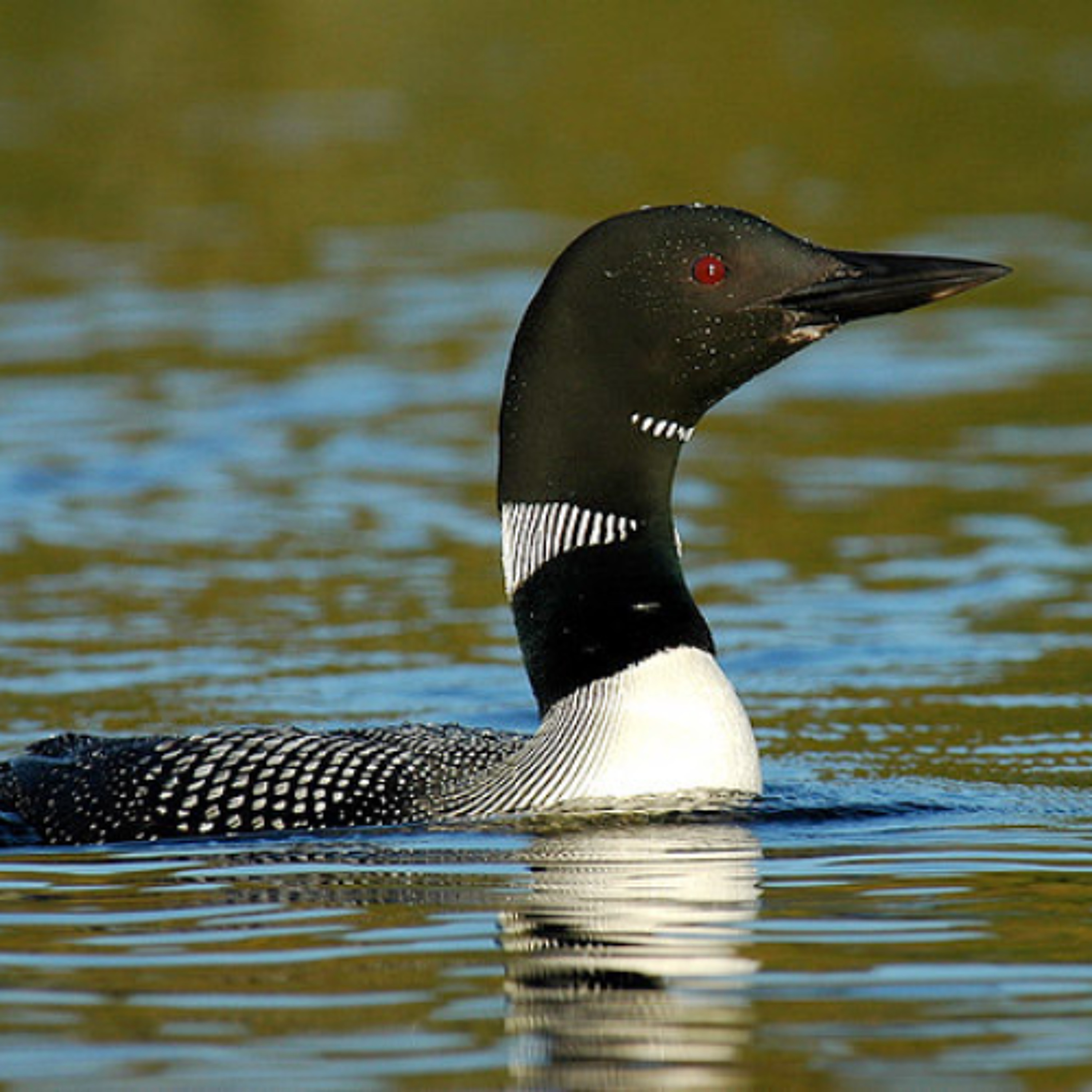 Episode 68 - Stupid F*ing Wolf Bird