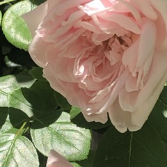 rosebud 4