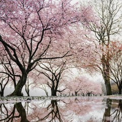 Cherry Blossoms