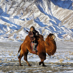 Night in the Gobi Desert