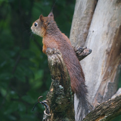 A discovery of peanuts