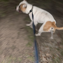 1fDeath1zWhat1tSeems..