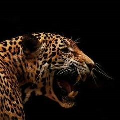 Lokuz - Jaguar Experiment (original Mix)