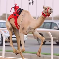 ‎⁨⁠صالح ال مانعه - ختامي الشحانية - 2024⁩.m4a
