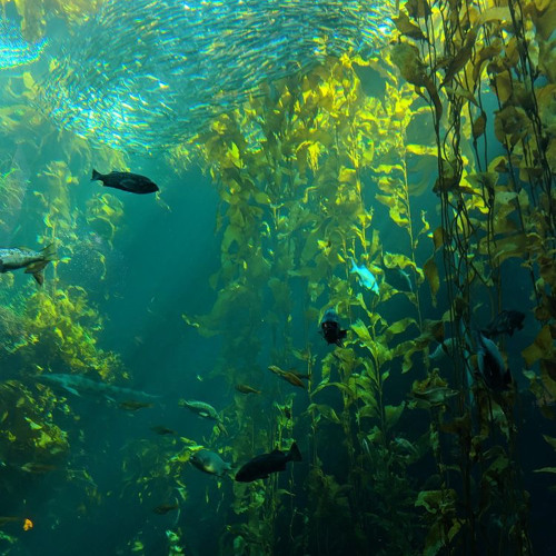 sway it, hula girl (sped up)