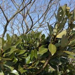 Sound of a Silver Magnolia tree swaying in the high wind
