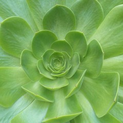 9 Miniature E Intermezzi