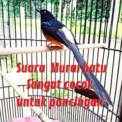 Suara Murai Batu Sangat Cocok Untuk Pancingan (Live)