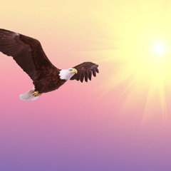 Beautiful In Flight