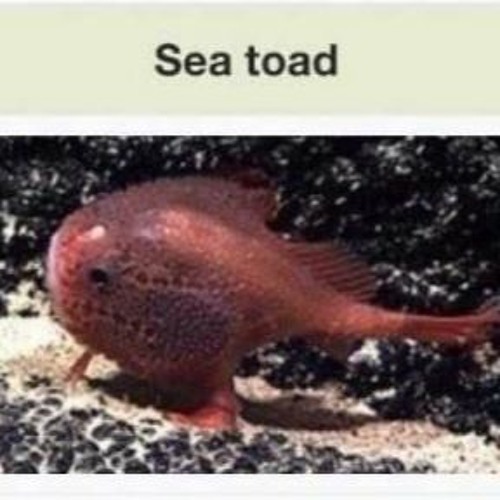 DESPACITOAD