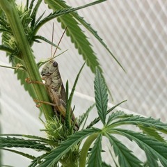 Ravin’ the Rivers 2025