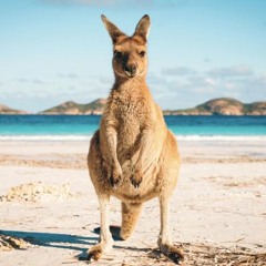 Our Biggest Tunes From The Aussie Summer Downunder