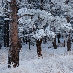 Through The Pines (Single)