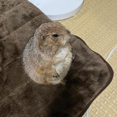 Skeler Nightwave III - ID