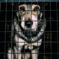 DogBuyer