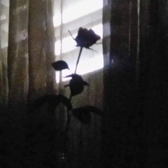 keep on loving you (2021)