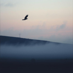 The Raven Flies Out