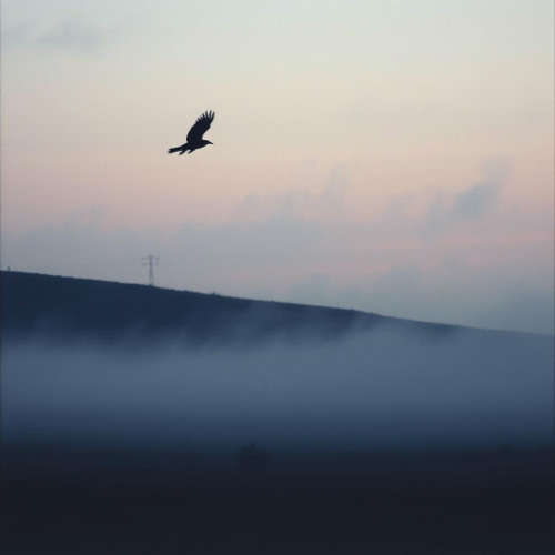 The Raven Flies Out