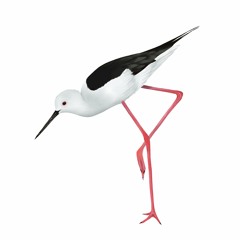 高蹺鴴  Black-winged Stilt (Himantopus himantopus)