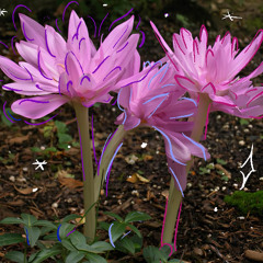 Colchicum