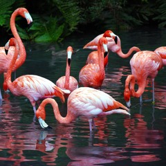 Flamingos In Pracht 29.05.24